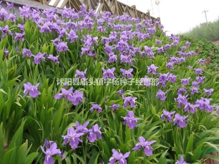 藍花鳶尾種子多年生陽臺室外易宿根花草藍花鳶尾種子