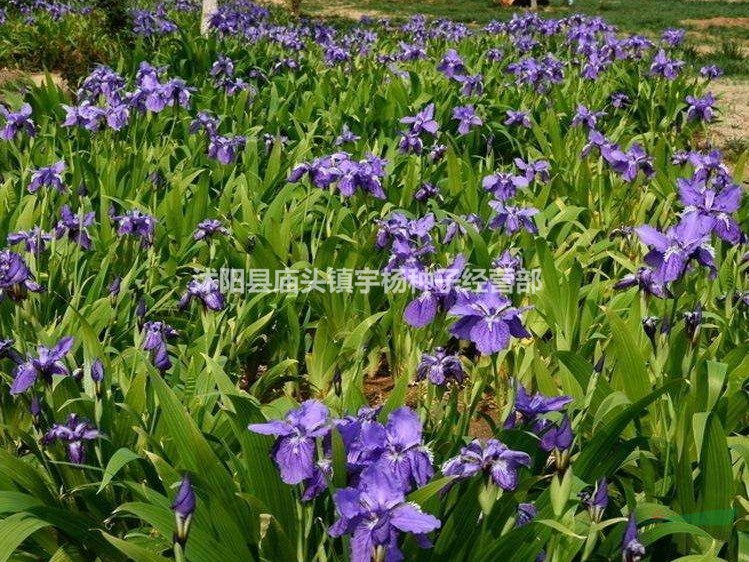 藍花鳶尾種子多年生陽臺室外易宿根花草藍花鳶尾種子
