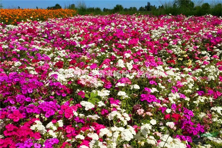 福祿考花種籽子春季芝櫻種子多年生宿根四季種易活四季開花的花