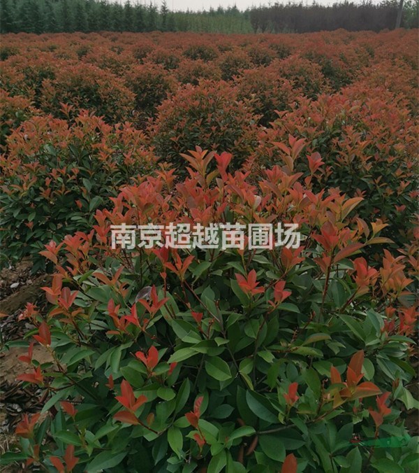 南京紅葉石楠球//紅葉石楠樹(shù)//紅葉石楠苗價(jià)格