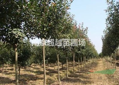 南京紅葉石楠球//紅葉石楠樹(shù)//紅葉石楠苗價(jià)格