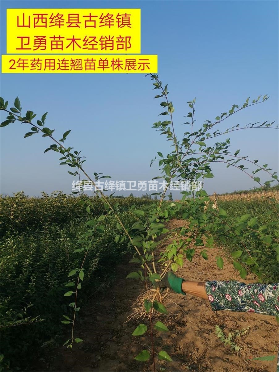 2年连翘苗+（结果+药用连翘苗）今年价格多少钱一棵？？