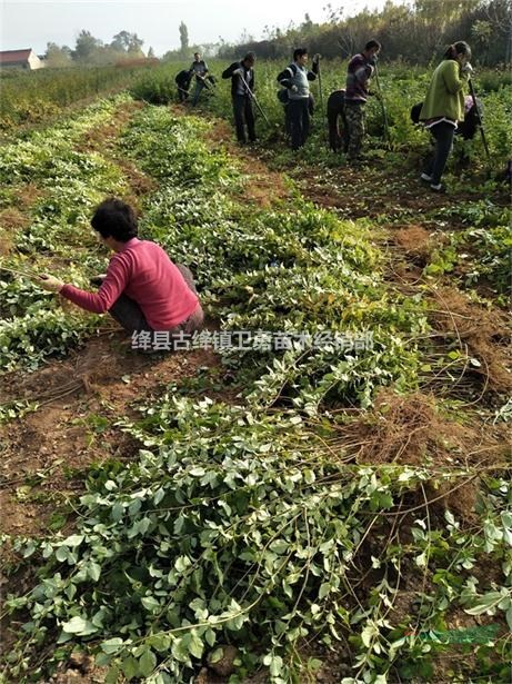 连翘苗如何种植？ 连翘苗种植季节+种植数量+种植成本