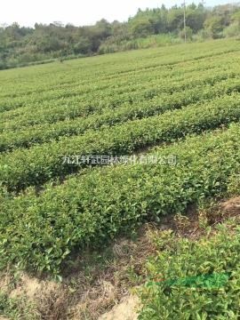 江西九江大量供紅葉石楠地苗