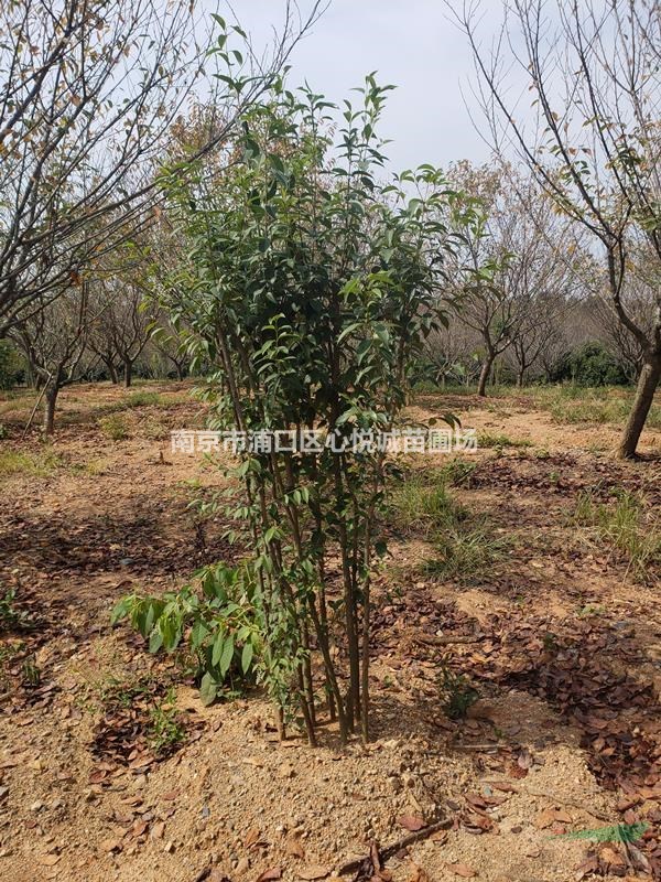 江蘇晚櫻基地直銷報價/2-15公分晚櫻價格公布