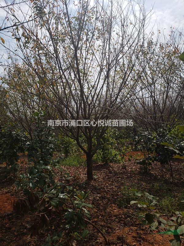 江蘇晚櫻基地直銷報價/2-15公分晚櫻價格公布