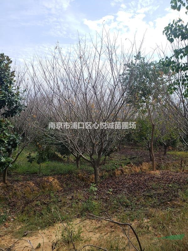 5公分/8公分/10公分早櫻價(jià)格降價(jià)趨勢(shì)