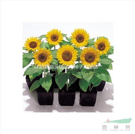 迷你向日葵種子花籽室內(nèi)陽臺盆栽庭院四季花卉種子