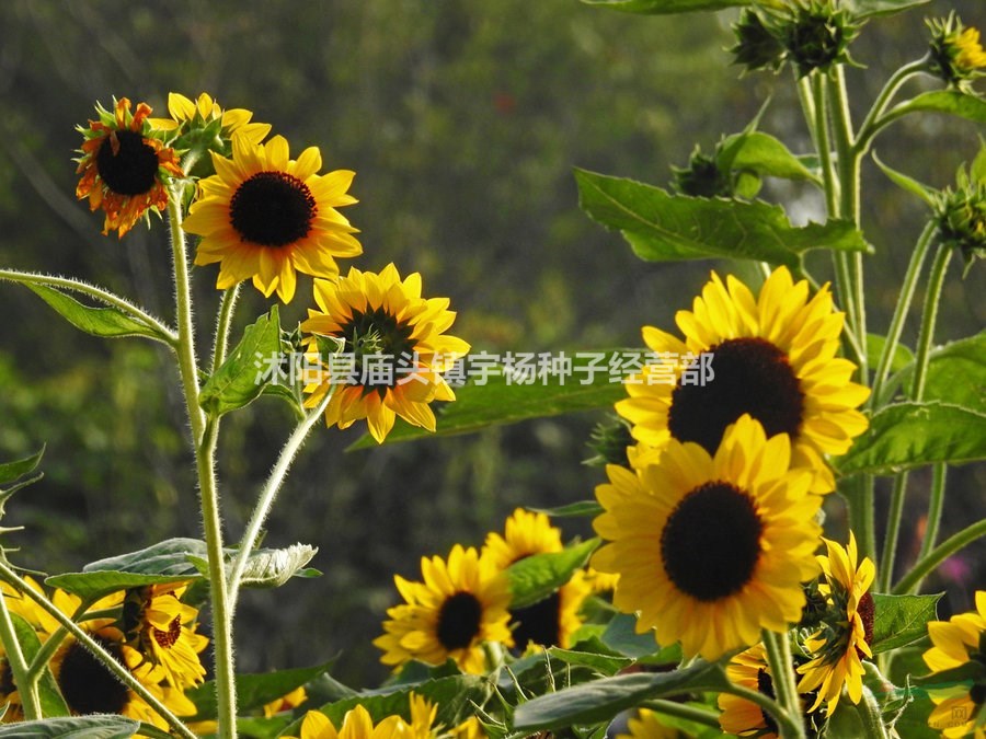 迷你向日葵種子花籽室內(nèi)陽臺盆栽庭院四季花卉種子
