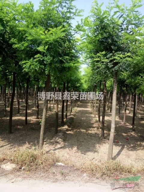 刺槐基地-出售-銷(xiāo)售-供應(yīng)刺槐