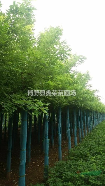 刺槐基地-出售-銷(xiāo)售-供應(yīng)刺槐