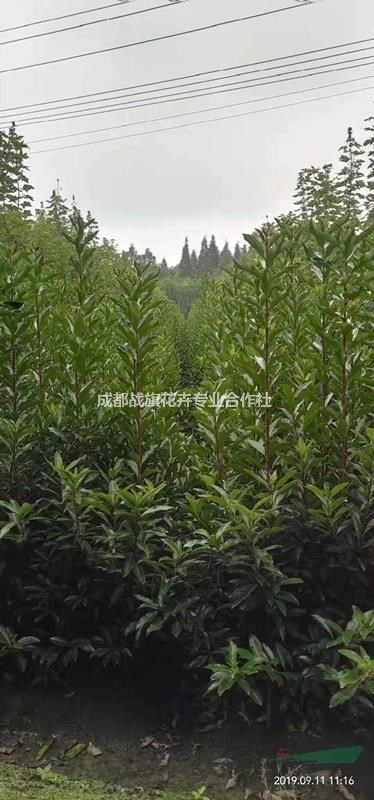 法國冬青苗圃基地  冬青苗子批發  法國冬青基地價格