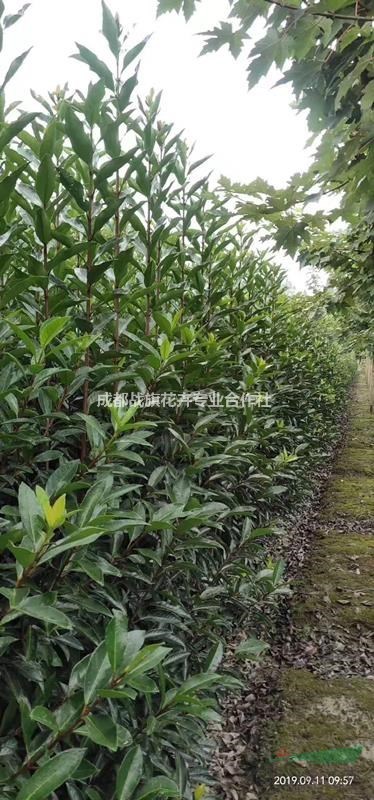 法國冬青苗圃基地  冬青苗子批發  法國冬青基地價格