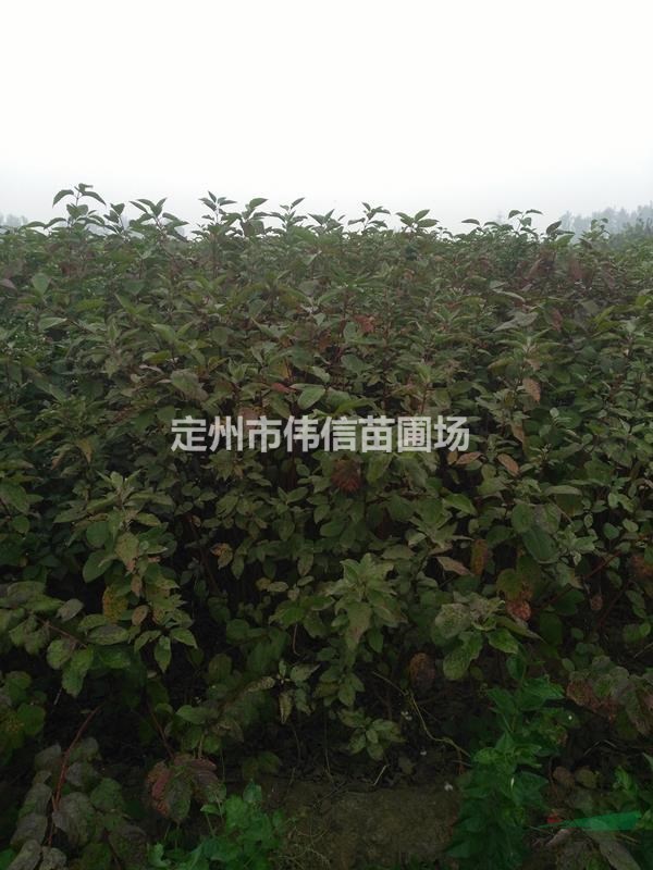 紅瑞木，紅瑞木價格，紅瑞木基地，河北紅瑞木