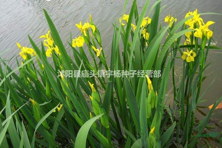 黃菖蒲種子花卉種子水生植物
