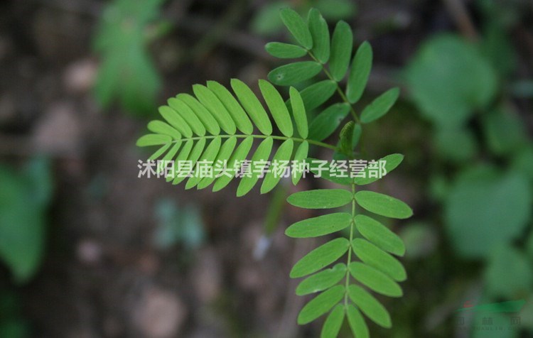 害羞草種子含羞草盆栽植物套餐陽(yáng)臺(tái)綠植花卉種子