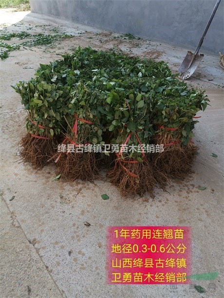 连翘苗产地 正宗药用连翘苗+结果连翘苗+高产连翘苗