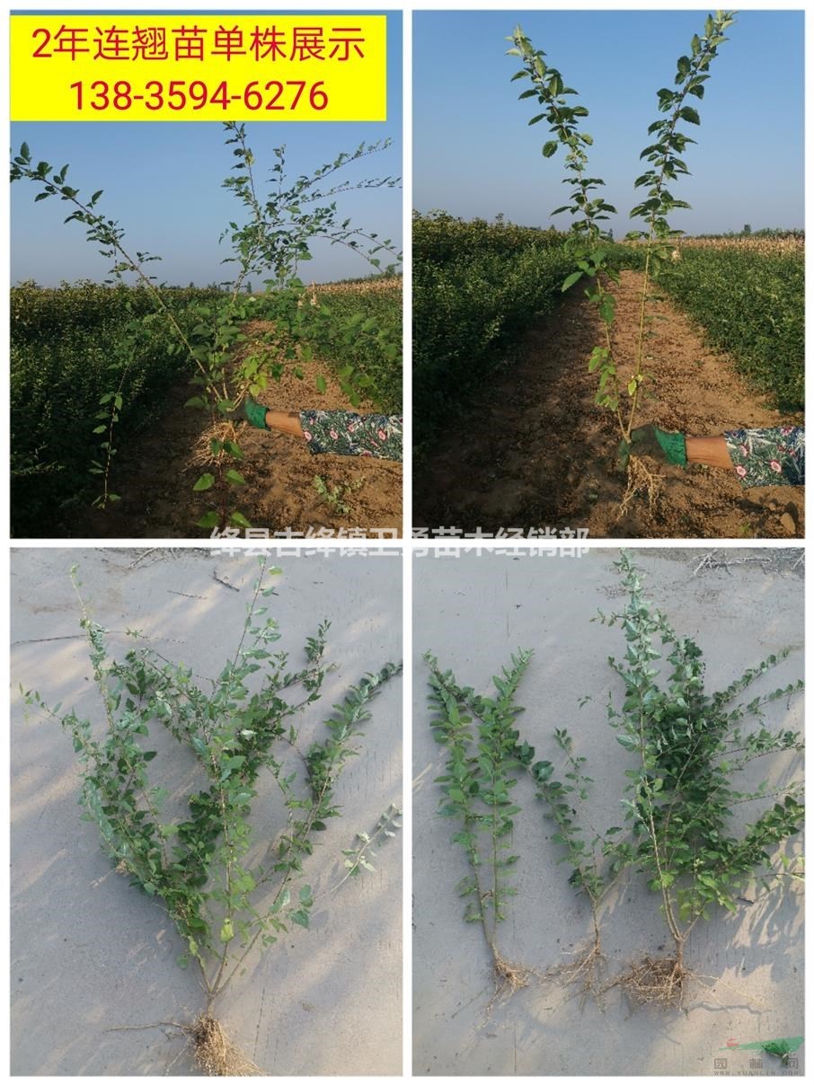 连翘苗种植几年结果+连翘树苗单株产量+连翘苗价格