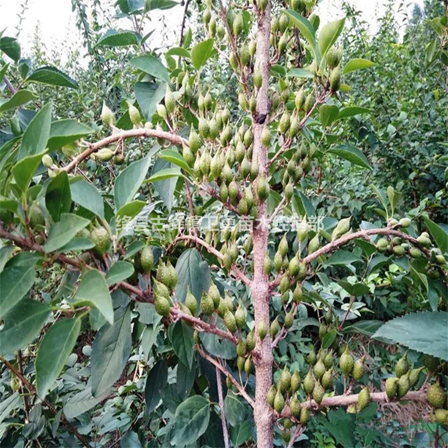 连翘苗种植几年结果+连翘树苗单株产量+连翘苗价格