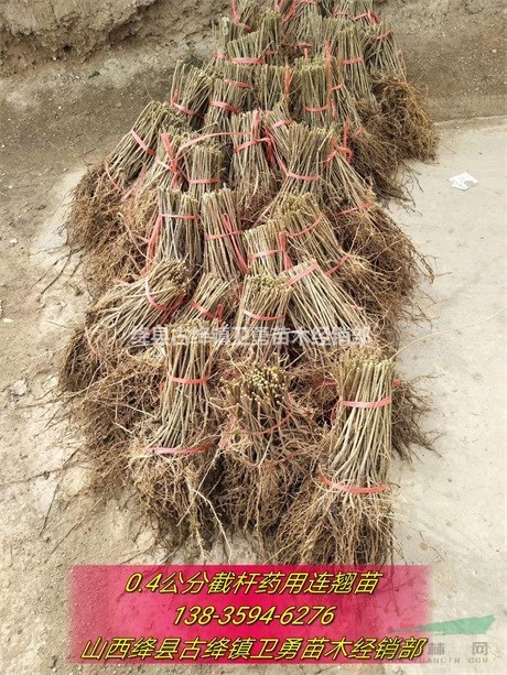 连翘苗种植盛果期单株产量+1年2年连翘苗产地规格价格