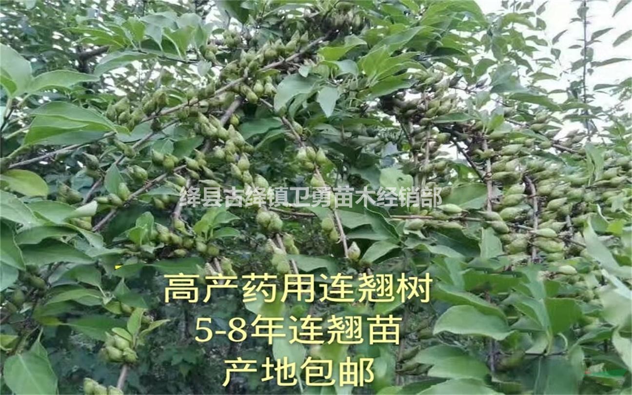 山西优质连翘苗批发！！ 连翘果个大+产量高+结果早