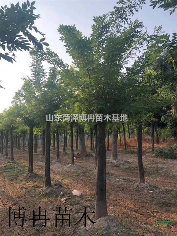 15公分金枝槐近期報價低  菏澤博冉苗木金枝槐有名報價有效