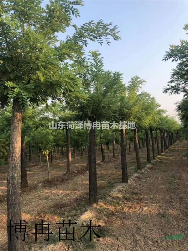15公分金枝槐近期報價低  菏澤博冉苗木金枝槐有名報價有效