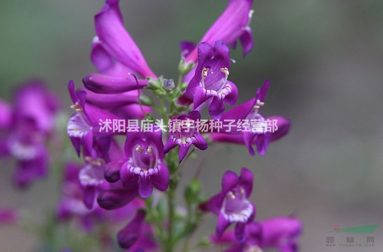 釣鐘柳種子 吊鐘柳花卉種子陽臺(tái)草花種子景觀花?；ǚN子花籽