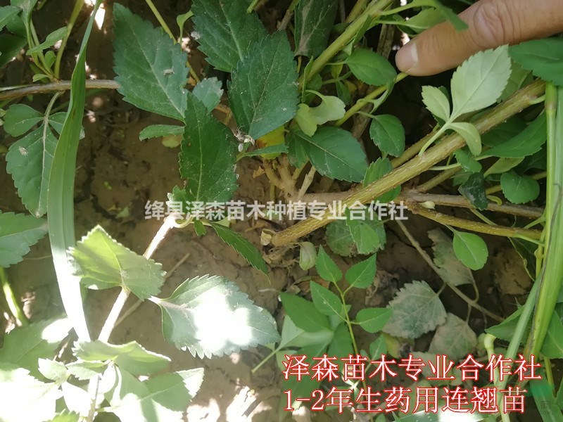 出售營(yíng)養(yǎng)杯連翹苗=50+80+100公分營(yíng)養(yǎng)杯連翹苗價(jià)格