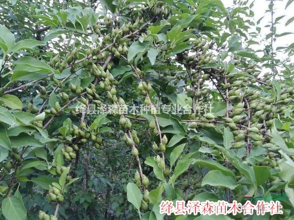 山西1年連翹苗一畝地種植多少棵~山西1年藥用連翹苗價(jià)格