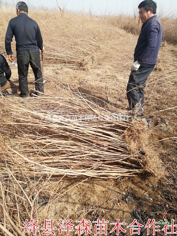 山西1年連翹苗一畝地種植多少棵~山西1年藥用連翹苗價(jià)格