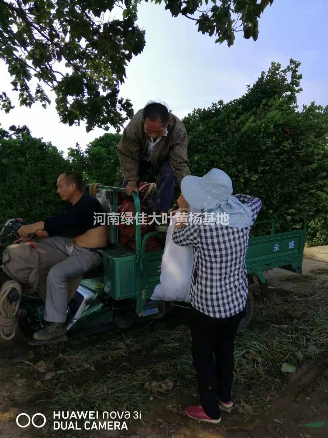 洛陽黃楊苗價格 大小規(guī)格黃楊小苗 河南黃楊苗基地直銷