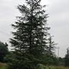  How much is the price of 8-meter cedar loaded in the cedar base??????????