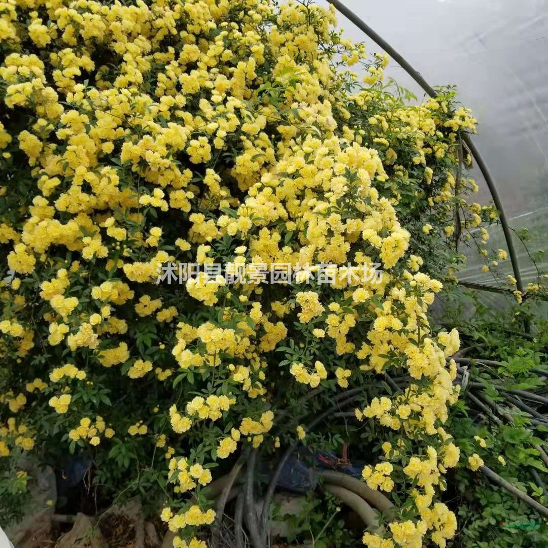 木香花苗 盆栽木香花 多季循环开花