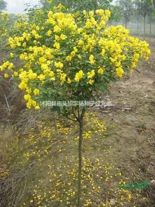 黃花槐種子蜜蜂采蜜槐