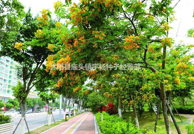 黃花槐種子蜜蜂采蜜槐