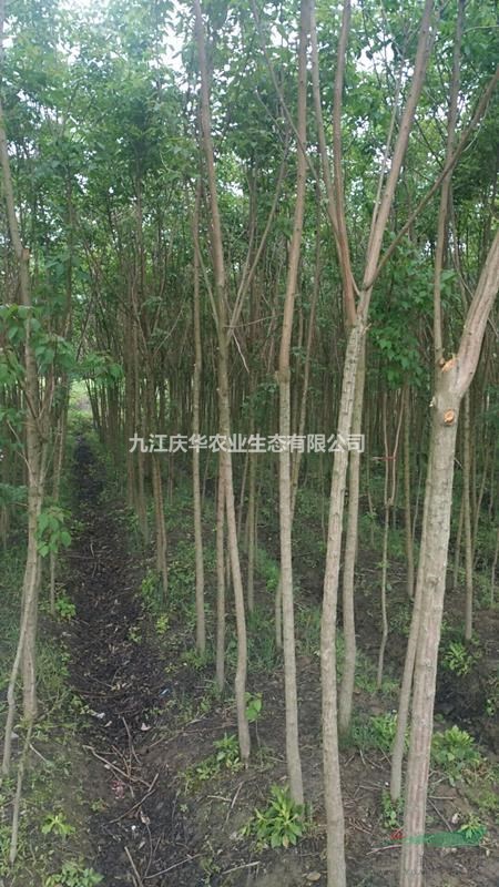 米径5公分的重阳木 优质精品重阳木 九江庆华重阳木种植基地