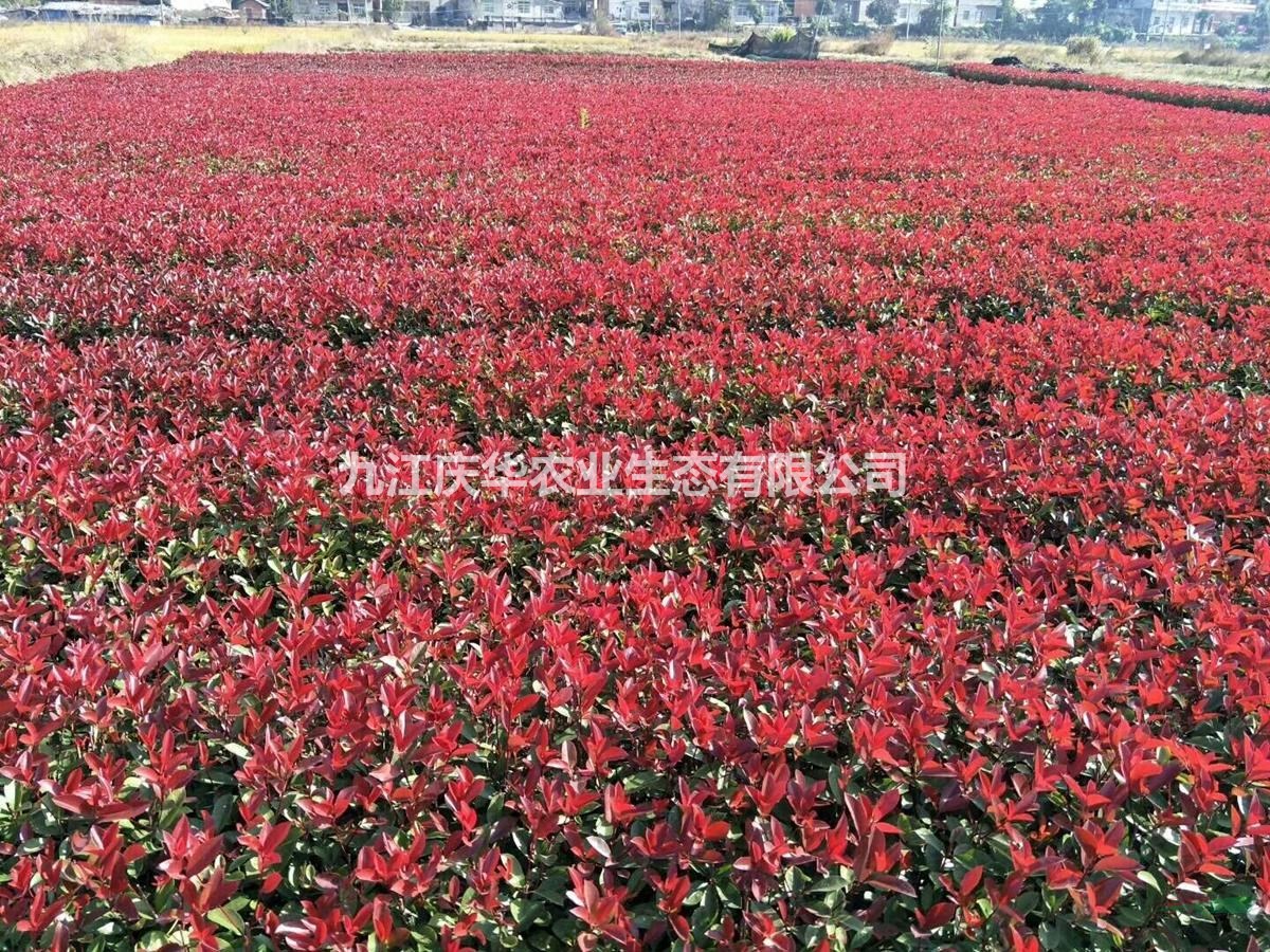 紅葉石楠小苗的價格 紅葉石楠多少錢一棵