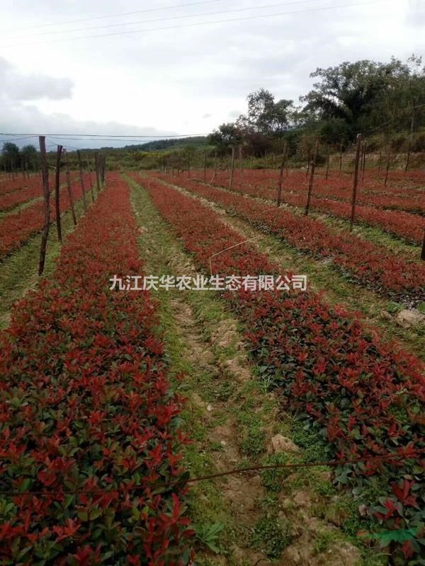 紅葉石楠小苗的價格 紅葉石楠多少錢一棵