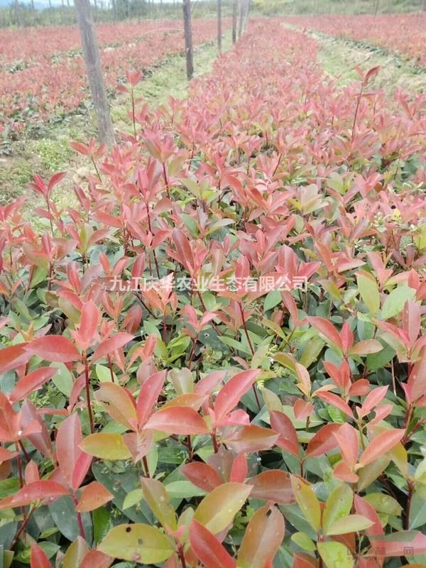 紅葉石楠小苗的價格 紅葉石楠多少錢一棵