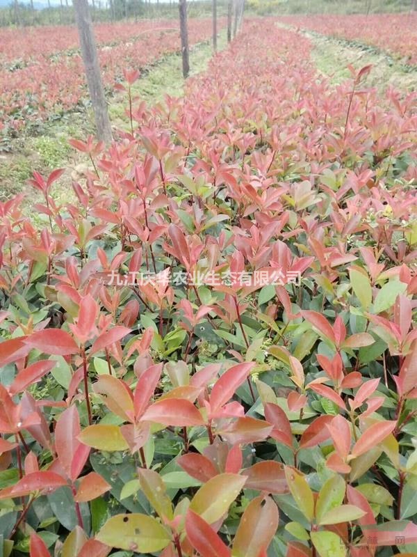 色彩鲜艳 极具观赏效果的红叶石楠批发供应