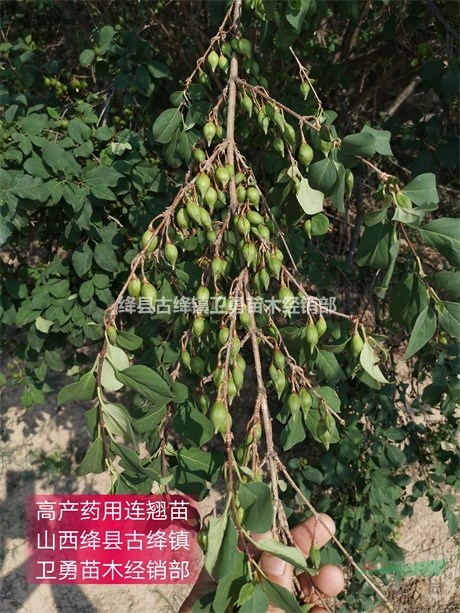 2年连翘苗 主产地+规格价格+种植成活率好