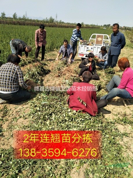 连翘苗!!大量求购+批发+销售药用连翘苗1-2-3年生