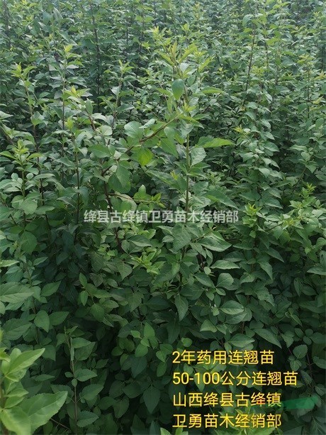 山西连翘苗产地//2019年1-2-3年生药用连翘苗价格行情