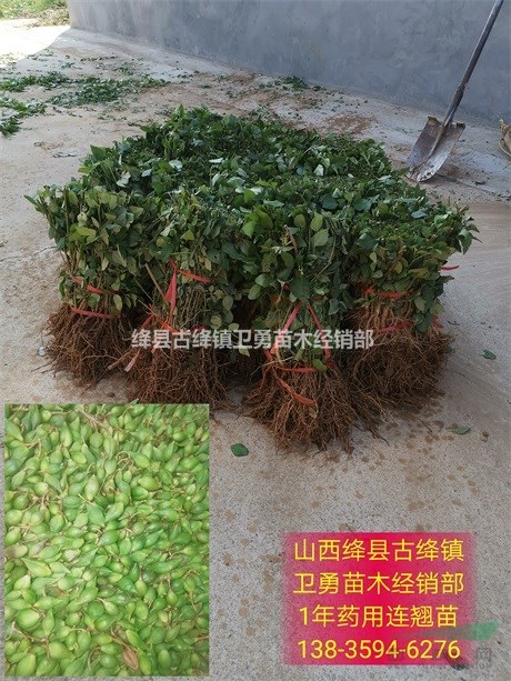 山西连翘苗产地//2019年1-2-3年生药用连翘苗价格行情