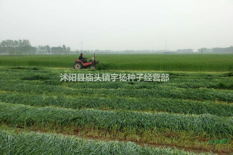 包衣耐寒牧草種子多年生黑麥草種子四季常青雞鴨鵝豬牛羊魚草種籽