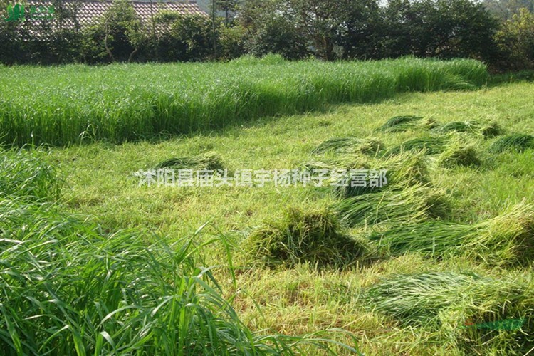 包衣耐寒牧草種子多年生黑麥草種子四季常青雞鴨鵝豬牛羊魚草種籽