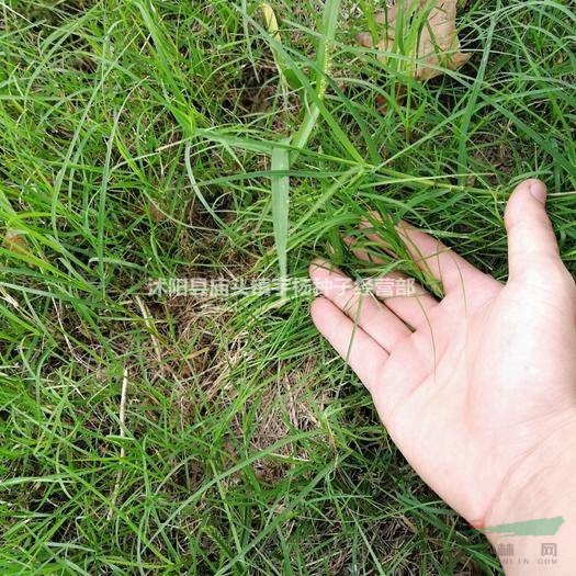 綠化草坪種子草坪草籽四季青庭院護坡