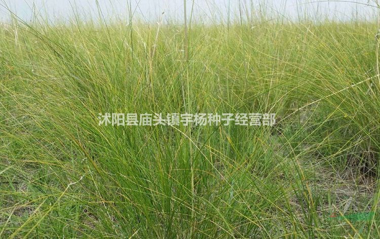 披堿草種子草籽 直穗大麥草野麥草 特耐寒抗旱治理風(fēng)沙漠植物種