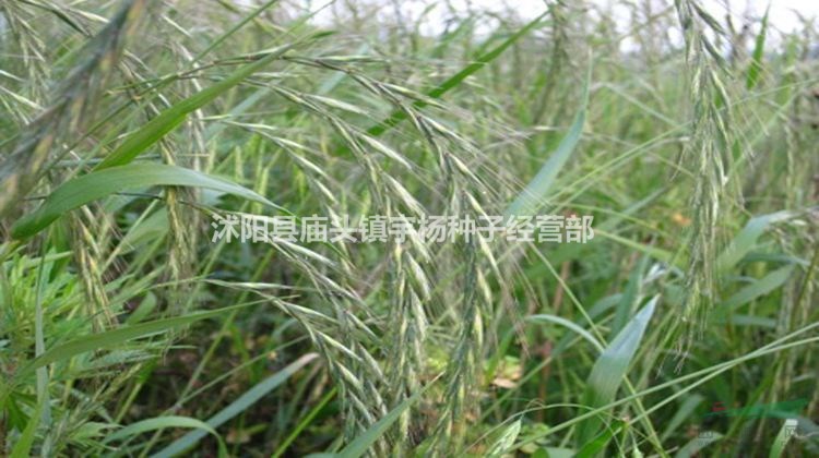 披堿草種子草籽 直穗大麥草野麥草 特耐寒抗旱治理風(fēng)沙漠植物種